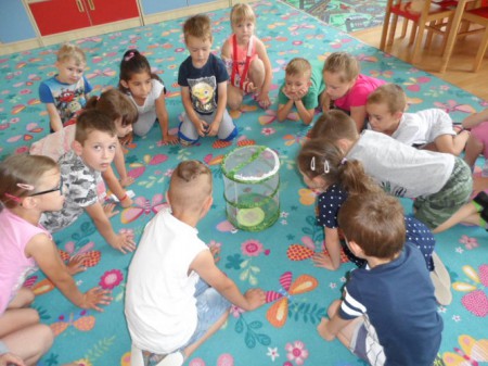 Už sa z lariev stali prekrásne motýle